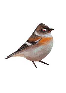 bird. colorful beautiful bird, bright illustration for children