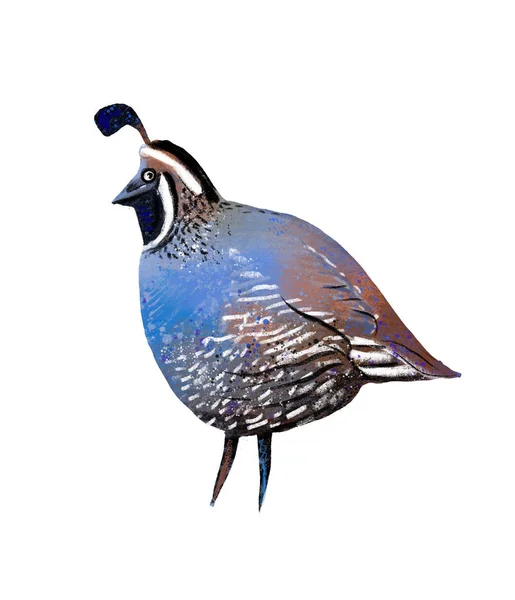 Quail Bird Chicken Illustration Character Illustration — Stok fotoğraf