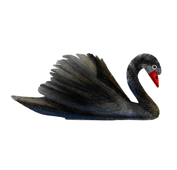 Black Swan Illustration Bird — Stock fotografie