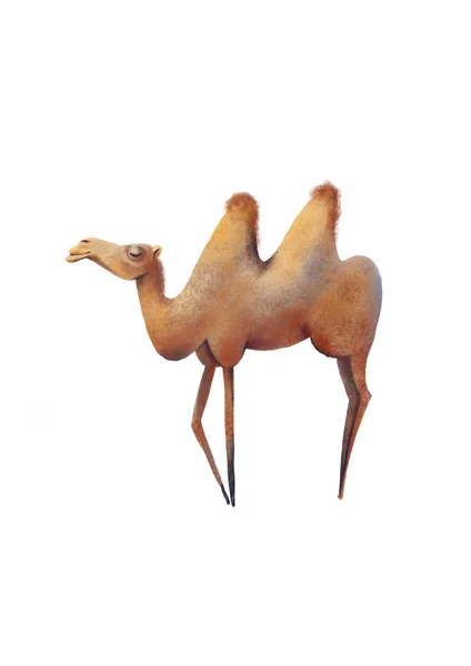 Lonely Proud Camel Drawing White Background — Stok fotoğraf