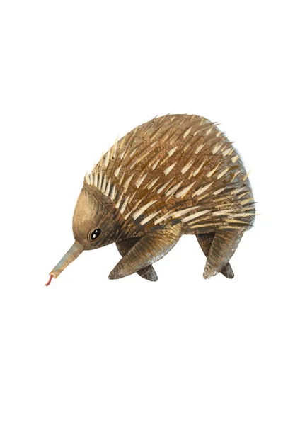 Prickly Wild Echidna Drawing White Background — Zdjęcie stockowe