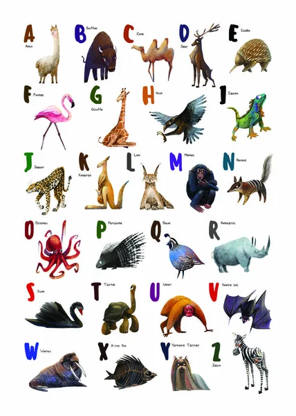 English Alphabet Animals Learn Letters Smart Zoo All Animals Many - Stok İmaj