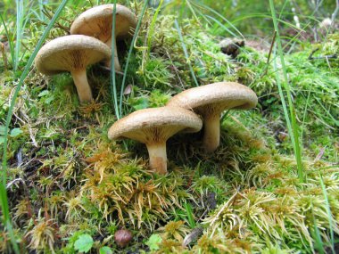 Sonbahar Sayan Dağları