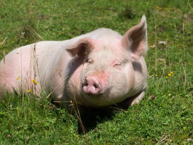 Domuz portre mera üzerinde