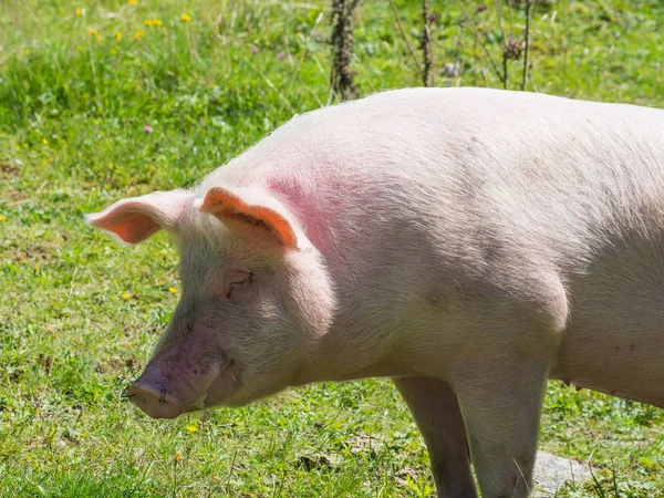 Cerdo Pasto — Foto de Stock