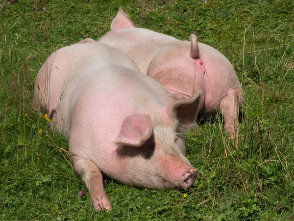 Pigs sleeping on pasture