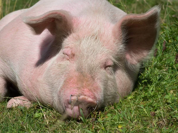 Cerdo Durmiendo Pasto — Foto de Stock