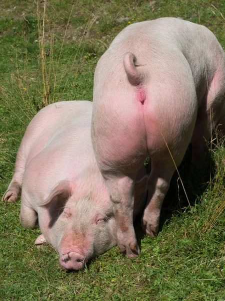 Pigs Resting Pasture — Stock Photo, Image