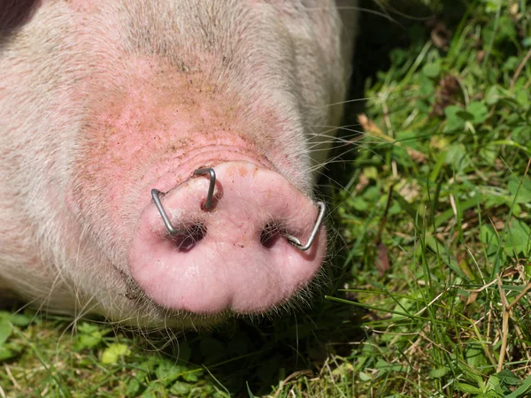 Porco Focinho Perto — Fotografia de Stock