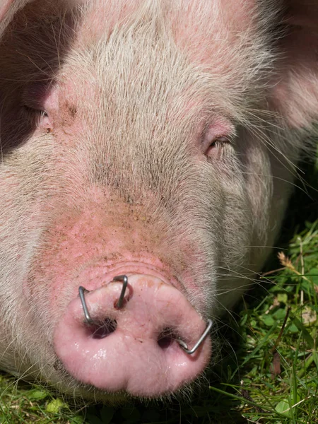 Pig Sleeping Close — Stock Photo, Image