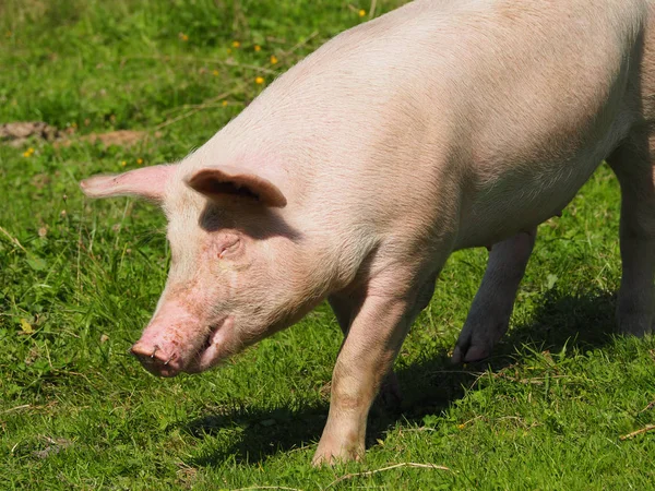 Cerdo Caminando Pasto — Foto de Stock