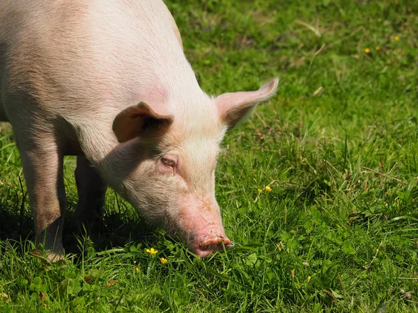 Свиньи Едят Пастбищах — стоковое фото