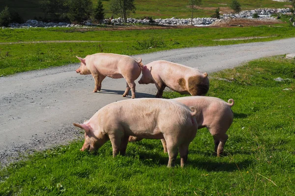 Mera üzerinde dört domuz