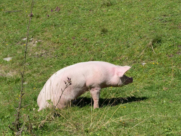 Varken Zittend Grasland Stockfoto