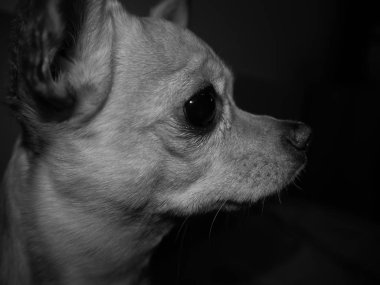 Chihuahua portre siyah beyaz