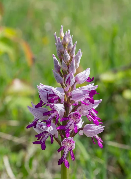 Orchid Orchis Militaris Flowering — Stock Photo, Image