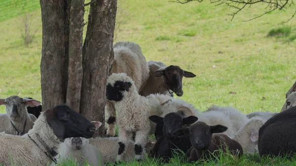 Koyun Sürüsü Mera Üzerinde — Stok fotoğraf