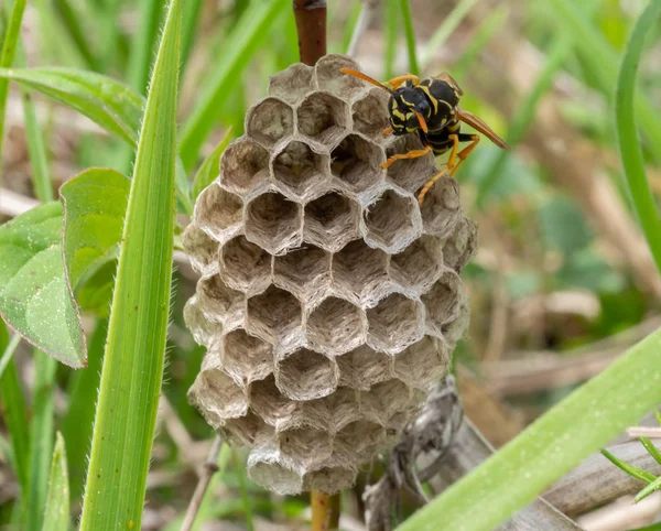 Wasp builds a nest