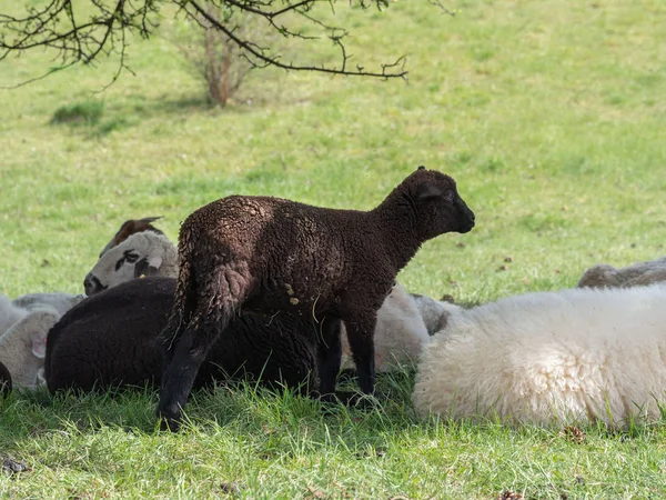 Otlakta Kuzu Çoban — Stok fotoğraf