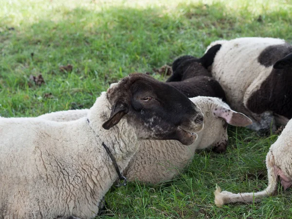 Troupeau Moutons Sur Pâturage — Photo