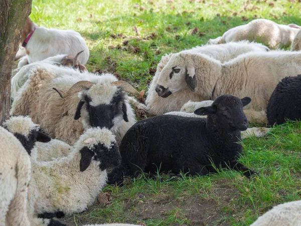 Troupeau Moutons Sur Pâturage — Photo