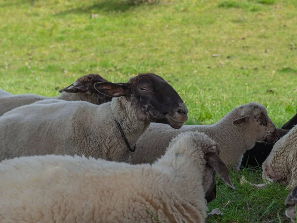 Koyun Sürüsü Mera Üzerinde — Stok fotoğraf