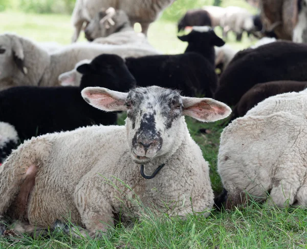 Troupeau Moutons Sur Pâturage — Photo