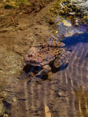 Küçük bir havuzda çim kurbağa