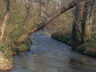 İlkbaharda ormanda küçük dere