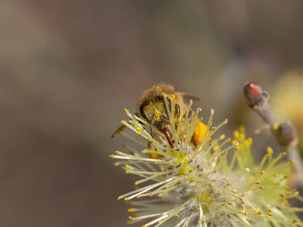Honigbiene auf Kätzchen — Stockfoto