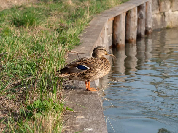 Canard colvert femelle sur l'eau — Photo