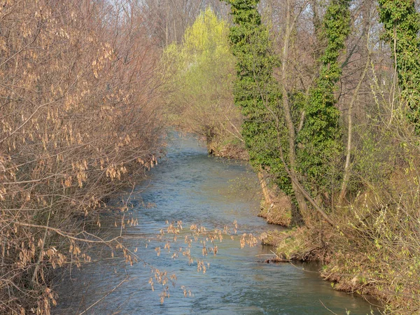 Creek nella foresta in primavera — Foto Stock