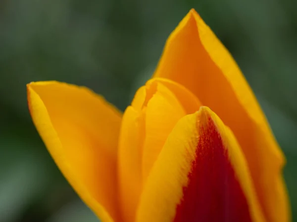 Trädgård tulpan i gult och rött — Stockfoto