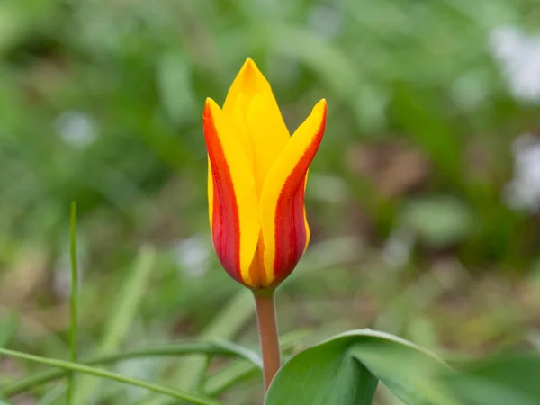 Tulipe de jardin en jaune et rouge — Photo