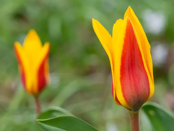 Tulipan ogrodowy w kolorze żółtym i czerwonym — Zdjęcie stockowe