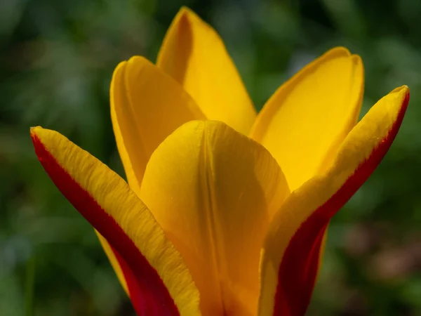 Tulipa de jardim em amarelo e vermelho — Fotografia de Stock