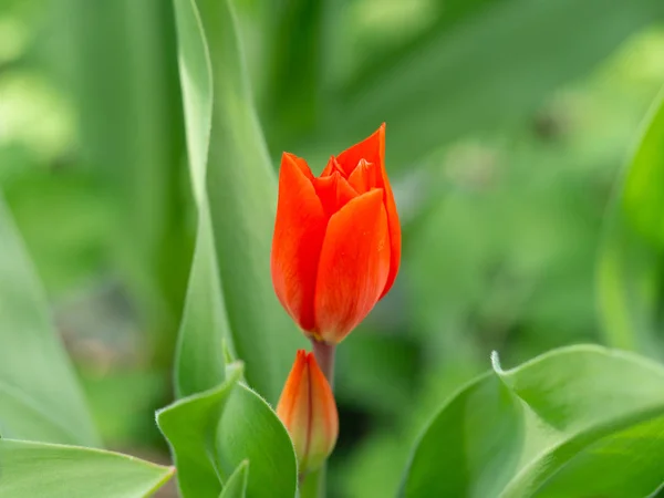 Tulipa jardim vermelho na primavera — Fotografia de Stock