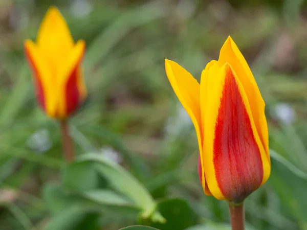 Tulipan ogrodowy w kolorze żółtym i czerwonym — Zdjęcie stockowe