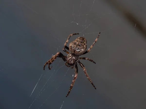 Garden spider in its web