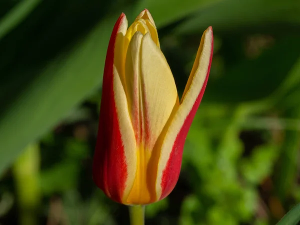 Тюльпан в желтом и красном — стоковое фото