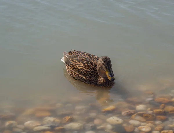 Mallard duck female in water