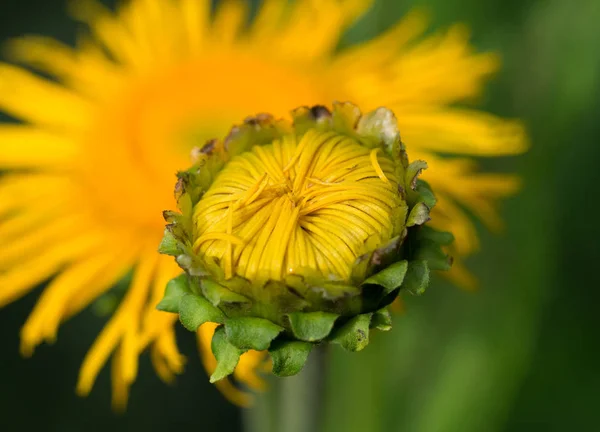 Knop van een gele bloem — Stockfoto