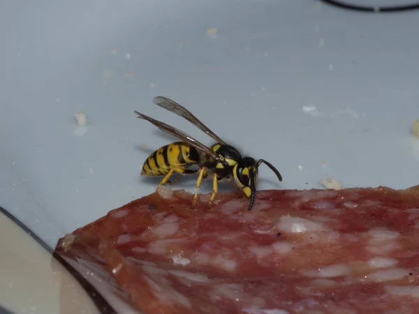 Wasp gets food from a salami — Stock Photo, Image