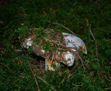 Kozalaklı bir ormanın orman zemininde mantar.