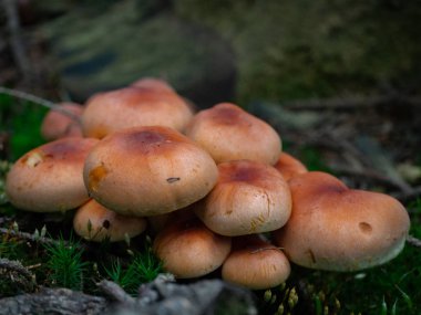 Orman zemininde bir grup armillaria.