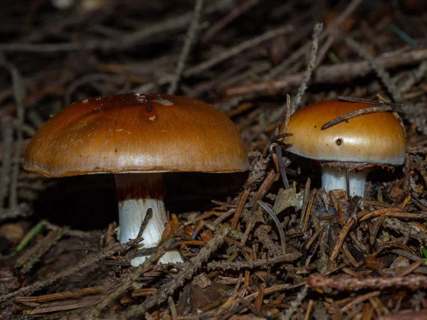 Slippery Jack on the forest floor of a coniferous forest