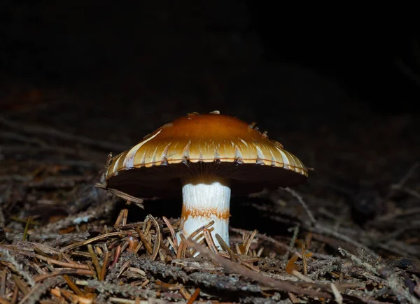 Pilz Auf Dem Waldboden Eines Nadelwaldes — Stockfoto