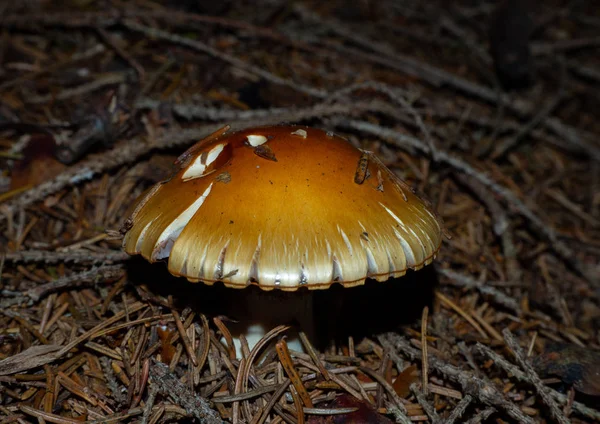 针叶林森林地面上的蘑菇 — 图库照片