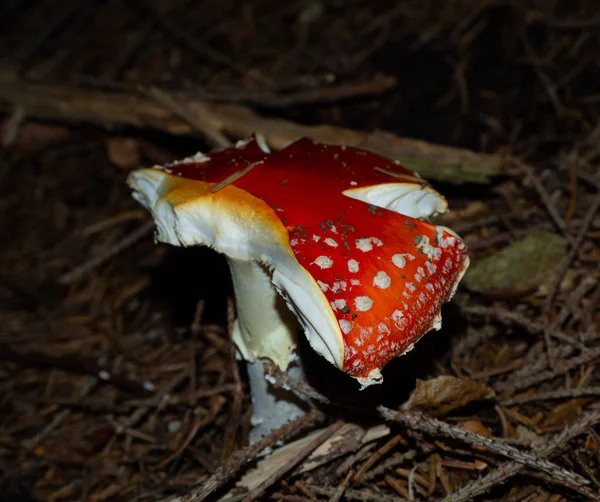 Fly Agaric Forest Floor Coniferous Forest — Stock Photo, Image