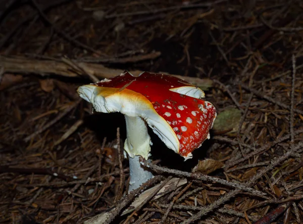 Fly Agaric Erdő Padlóján Egy Tűlevelű Erdő — Stock Fotó